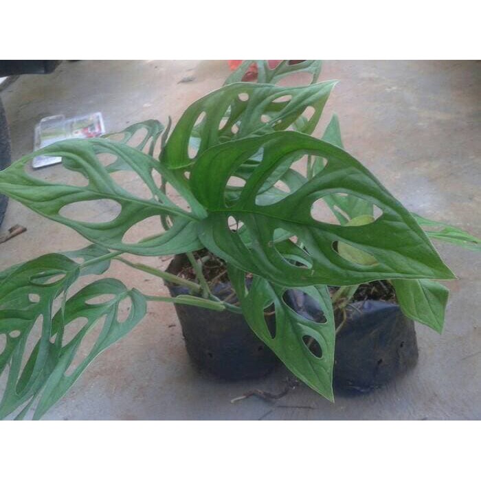 Tanaman Hias Monstera Mini, Tanaman Hias Janda Bolong