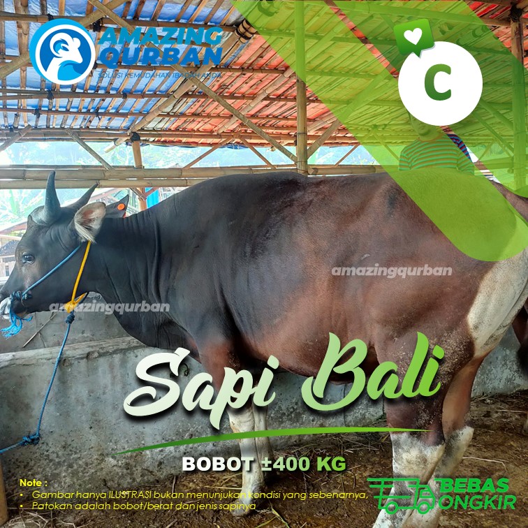 Sapi Qurban Berkualitas Hewan Qurban 2021 Sapi Bali Bobot ±400Kg