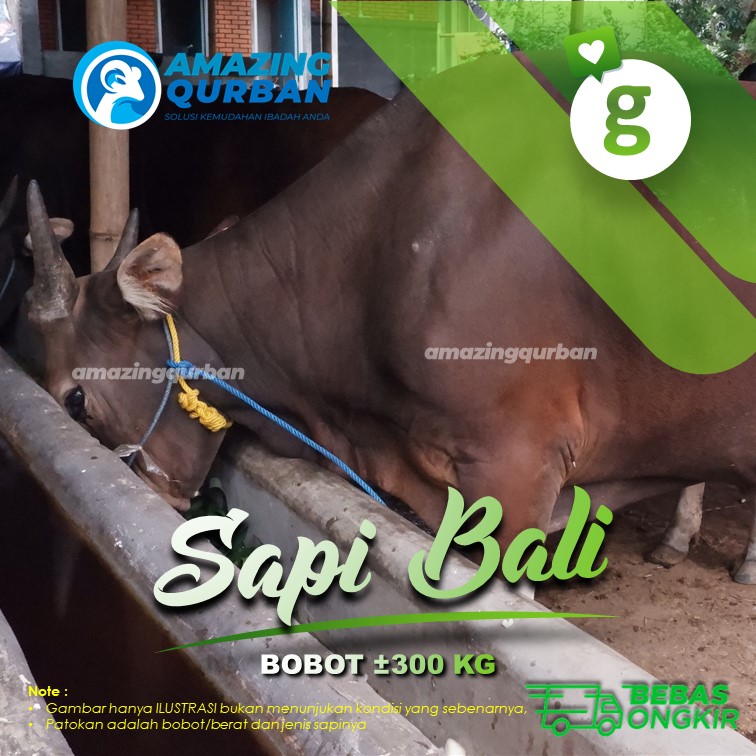 Amazing Qurban Sapi Bali Premium Besar Bobot ±300 kg 