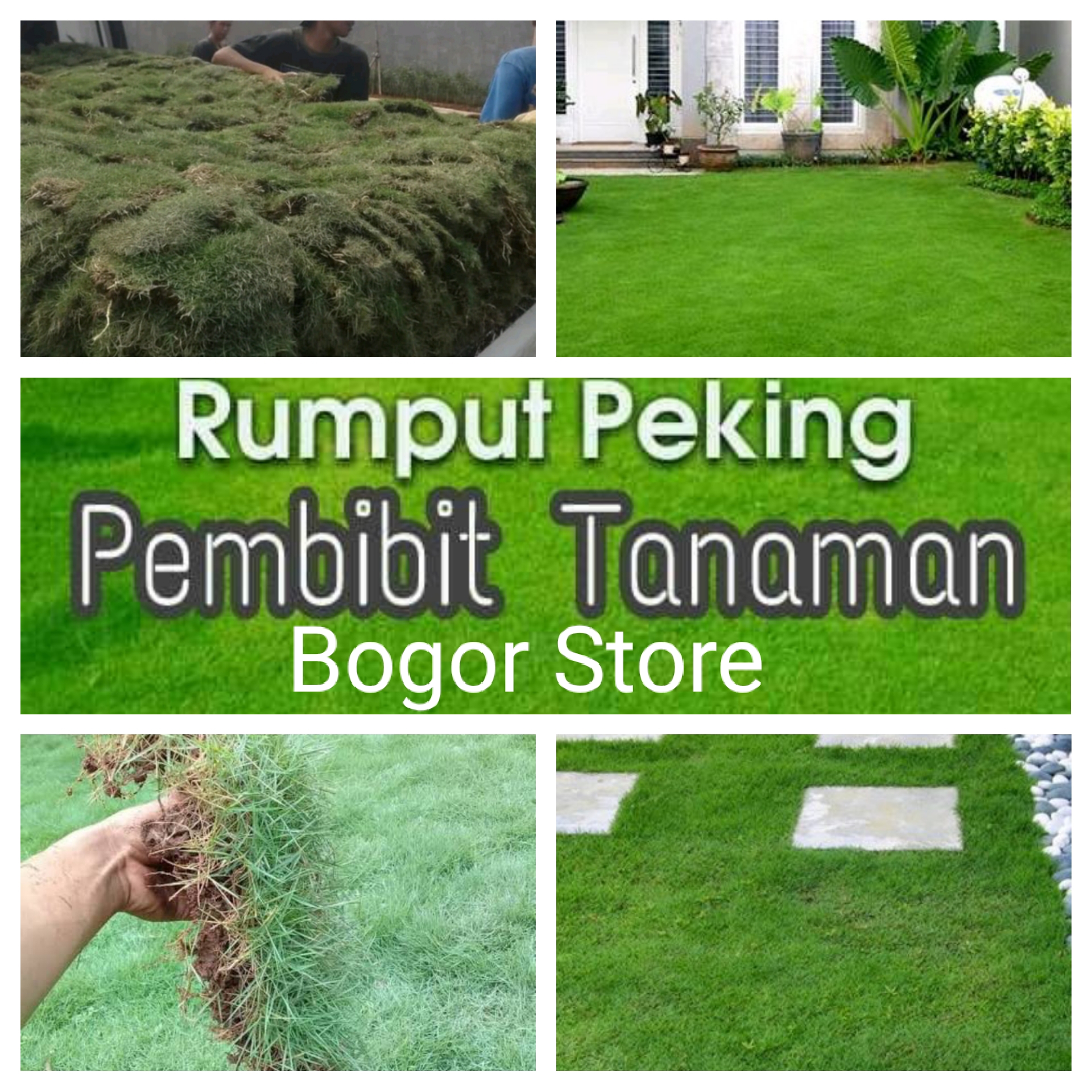 RUMPUT JEPANG RUMPUT PEKING (1 METER)