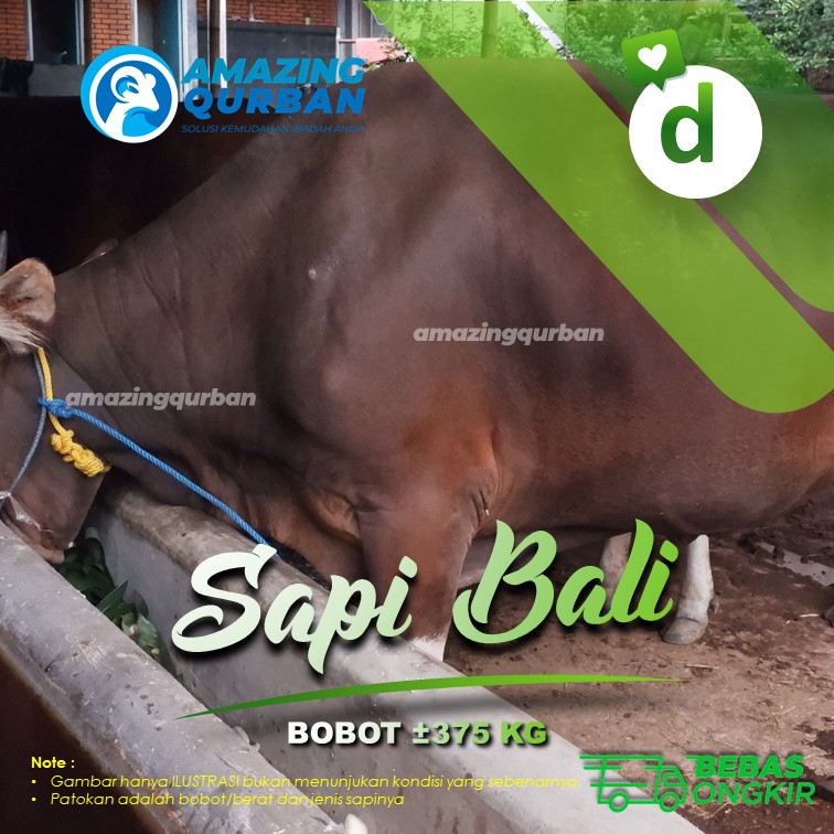 PROMO!!  Jual Sapi Qurban Murah Sapi Bali Free Ongkir Bobot ±375Kg