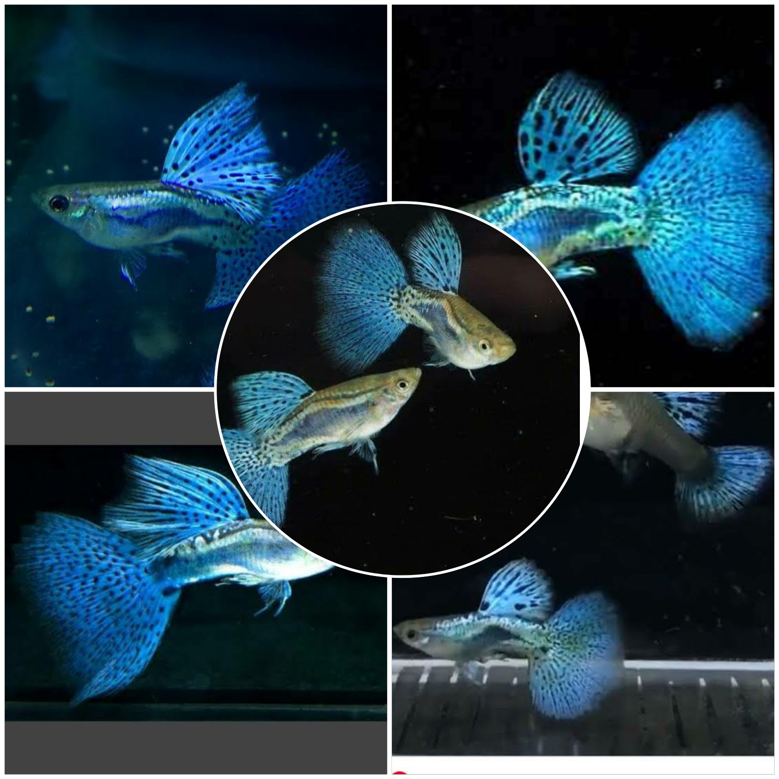 IKAN GUPPY BLUE GRASS SEPASANG (MALE& FEMALE)