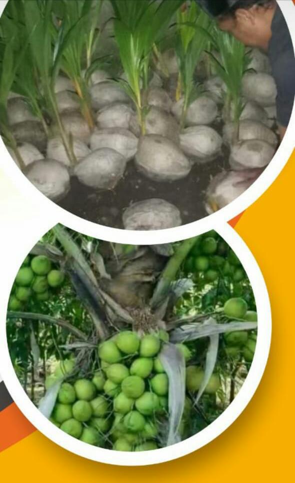 Bibit Kelapa Kopyor
