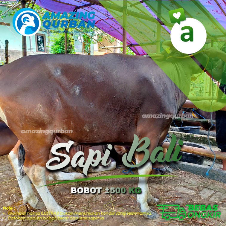 SAPI BALI KURBAN PREMIUM BESAR BOBOT ±500KG KUALITAS NO 1