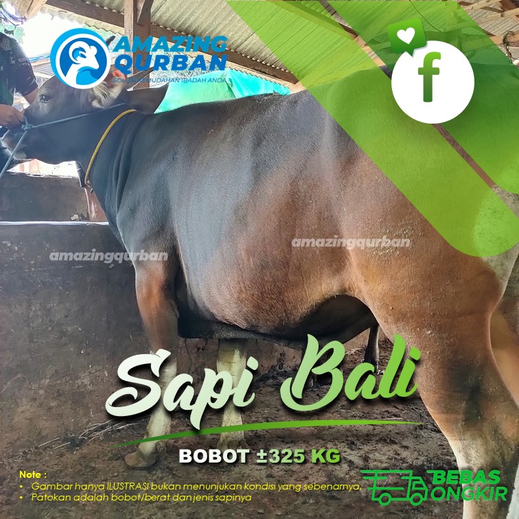 Sapi Kurban 2021 Sapi Bali Bobot ±325kg by Amazing Qurban