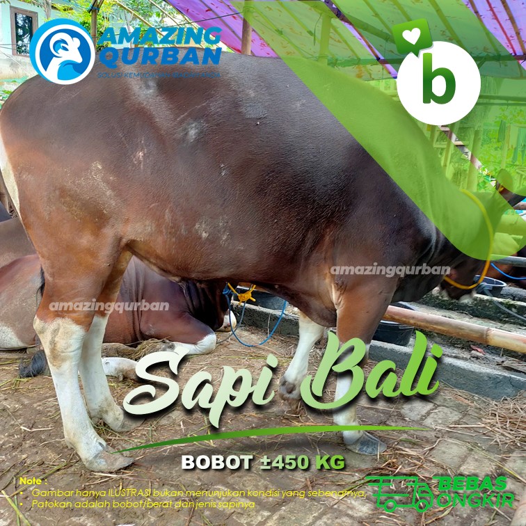 Grosir Hewan Kurban Sapi Jual Sapi Bali Bobot ±450Kg