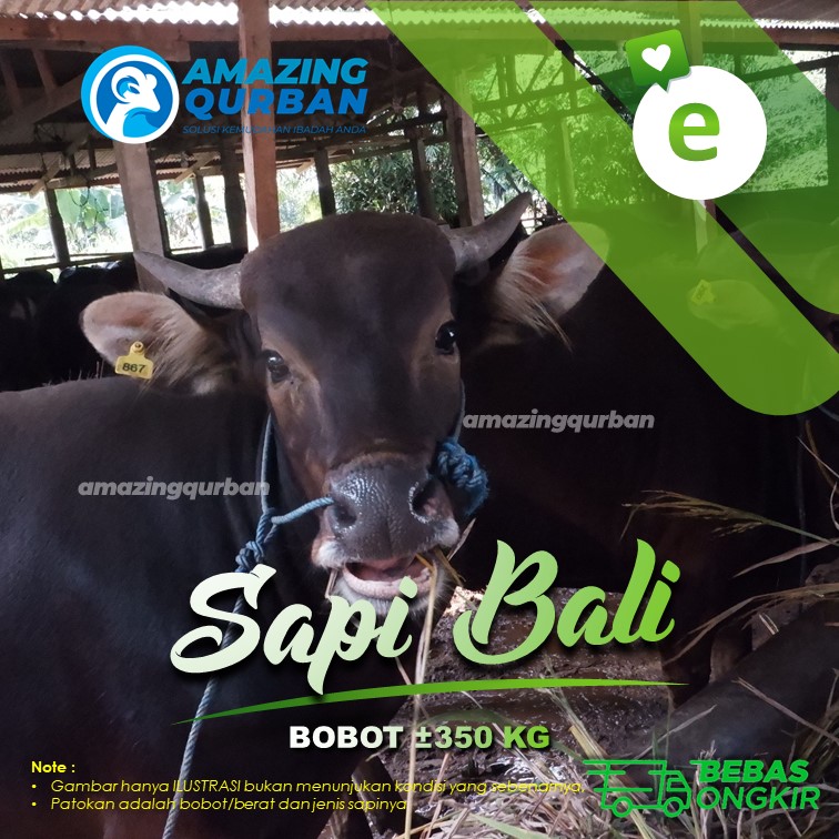 SAPI QURBAN SAPI BALI TERMURAH FREE TITIP DAN ONGKIR BESAR BOBOT ±350kg