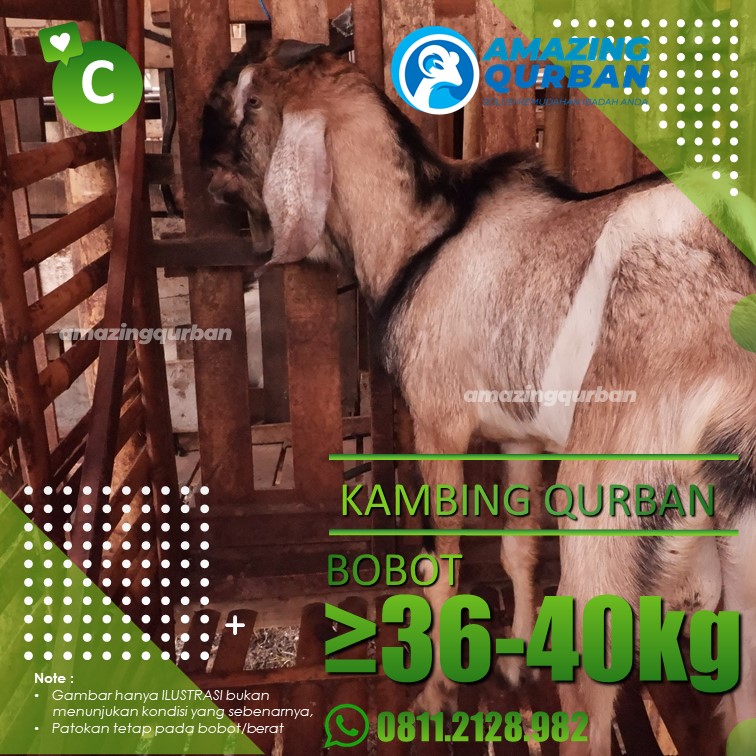 KAMBING QURBAN TERMURAH SE JABODETABEK BESAR BOBOT 36-40KG