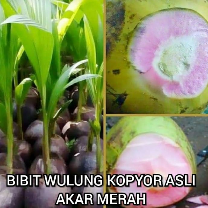 Bibit Kelapa Kopyor